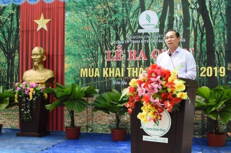 Cao su Bình Long phấn đấu khai thác vượt 16.500 tấn mủ